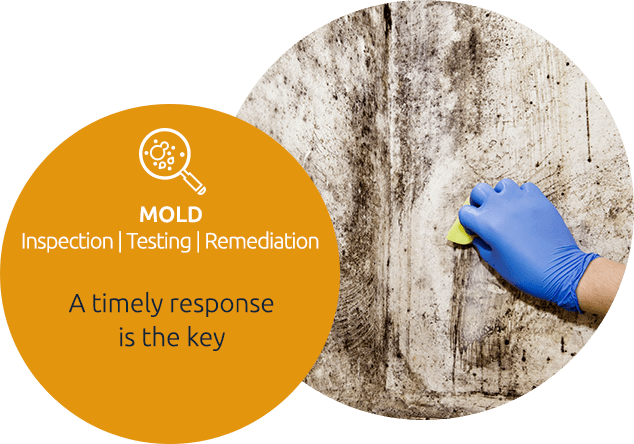 Mold Testing and Inspection Service