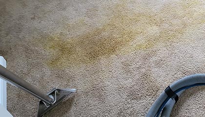 Odenton, MD carpet cleaning services
